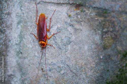 cockroach on the stone wall
