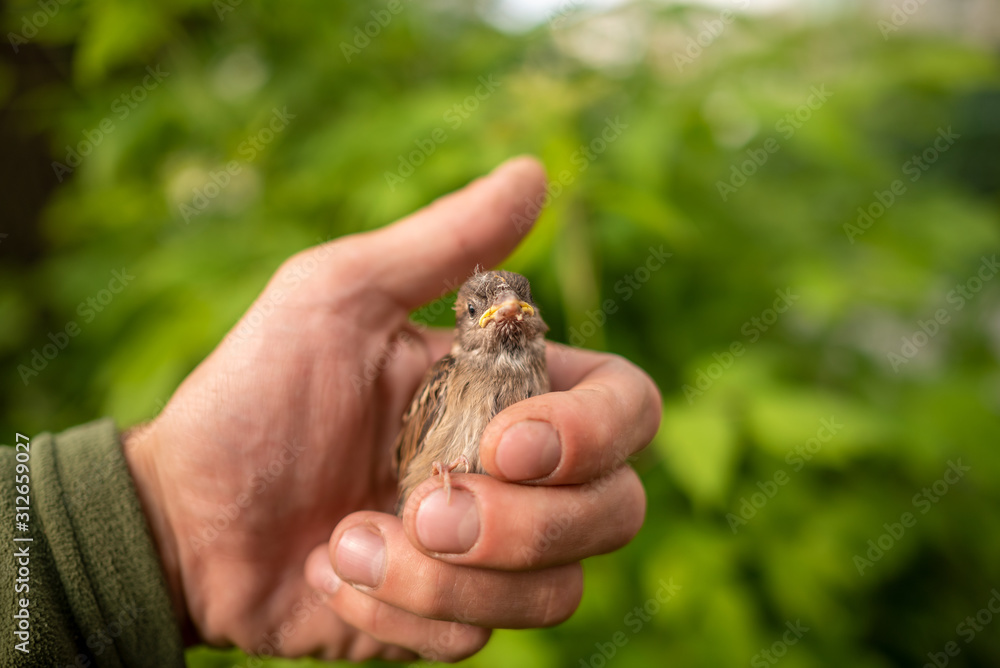 A small thin and battered Sparrow nestling sits in the palm of a man's hand. A small thin and battered Sparrow nestling sits in the palm of a man's hand.
