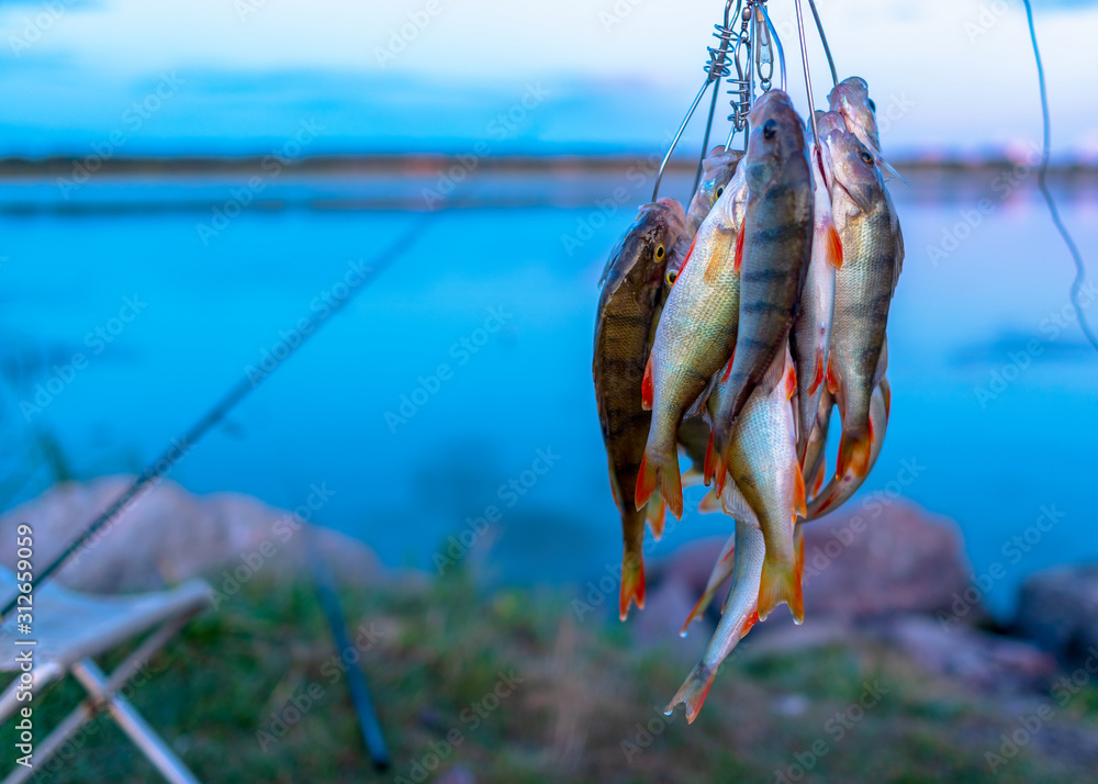 A lot of fish hanging perch caught by angler Fish Stringer on the  background of evening sunset on the lake and fishing rods spinning on a  chair. Photos