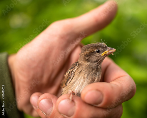A small thin and battered Sparrow chick sits and looks away in the palm of a man's hand. © Дмитрий Седаков