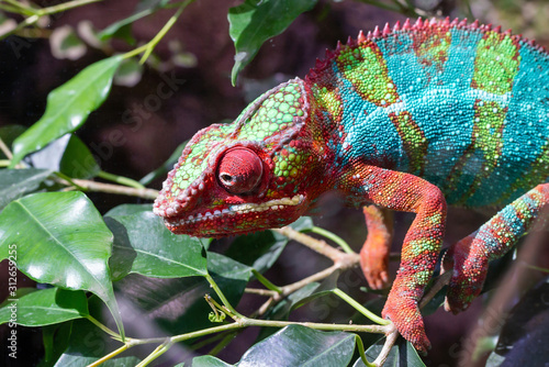 Canvas Print Chameleon on a tree branch adapted to green, red and blue close-up