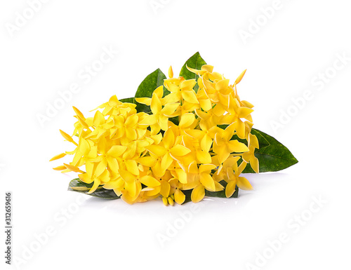 Yellow spike flower on white background