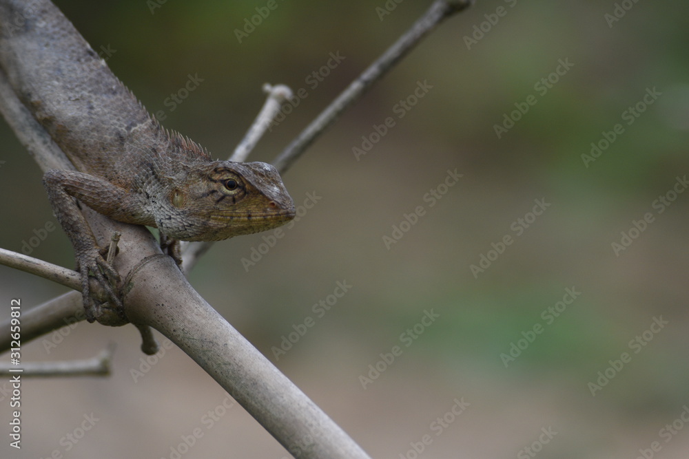 Garden lizard (Calotes versicolor) in Vietnam