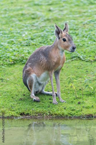 kangaroo