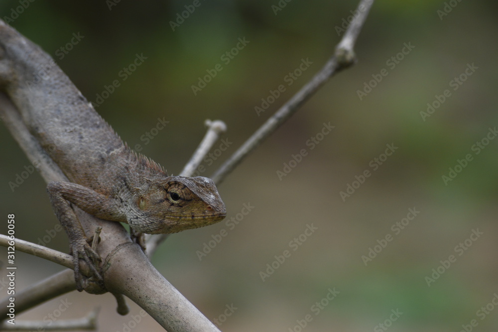 Fototapeta premium Garden lizard (Calotes versicolor) in Vietnam