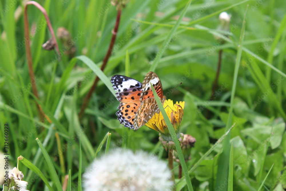 A view of a butterfly taking yellow flower essence A view of a butterfly taking yellow flower essence