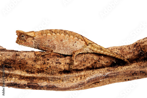 Perinet leaf chameleon / Stummelschwanzchamäleon (Brookesia therezieni)
