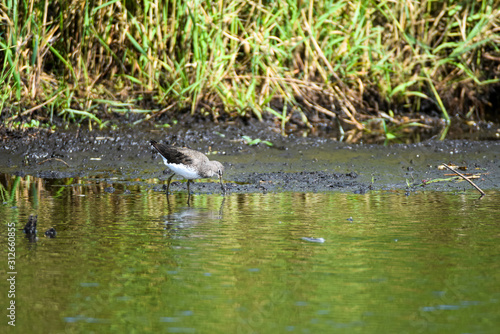 Chevalier cul-blanc Tringa ochropus limicoles famille des Scolopacidae dans les marais poitevin france