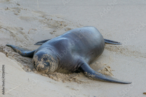 seal baby plays in sand