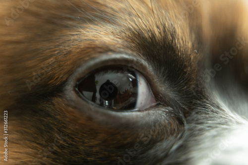 Cute little brown chihuahua puppy close up of eyes.