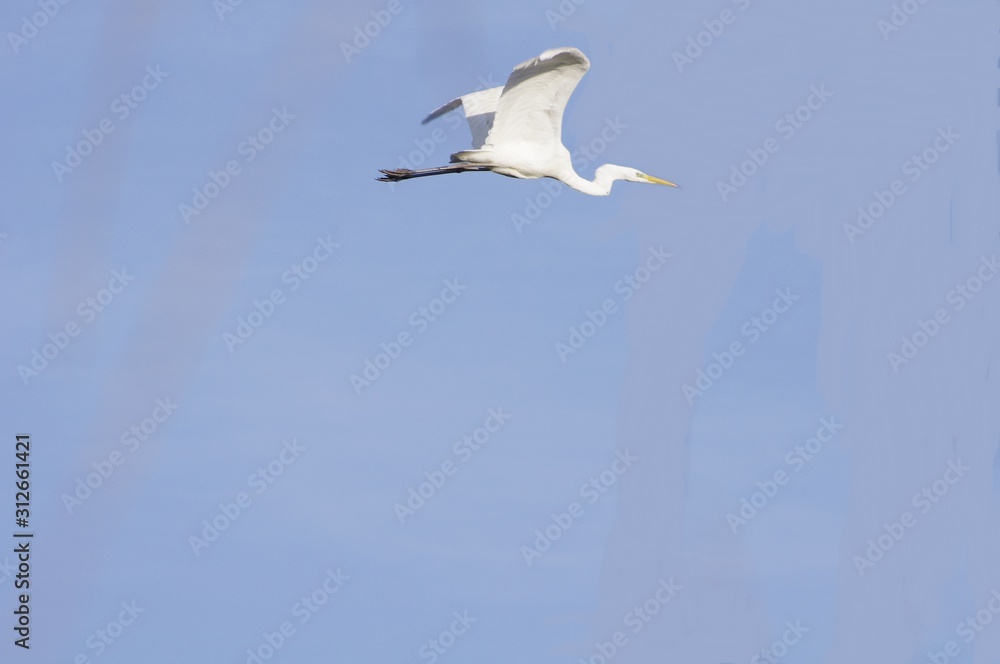 Vol d'une grande aigrette Vol d'une grande aigrette
