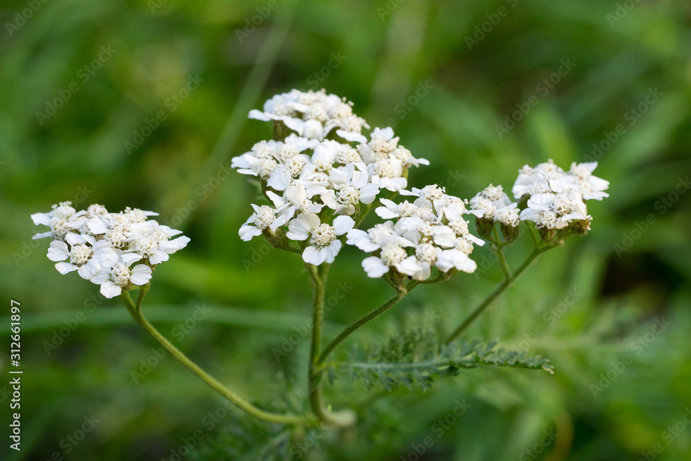 Closeup of Yarrow flowers (Achillea millefolium) Closeup of Yarrow flowers (Achillea millefolium)