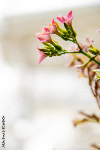 orchid on white background