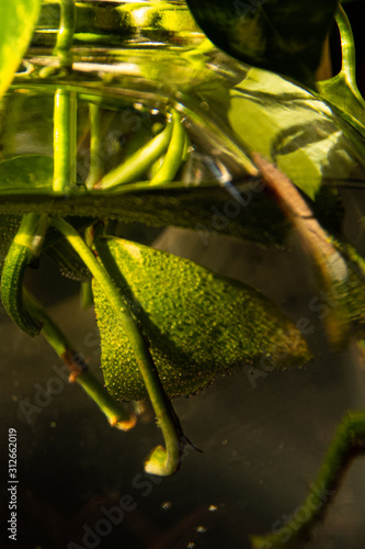 green leaf in water