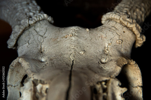 deer skull