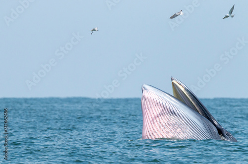 Bryde's whale swim in the Thai sea photo