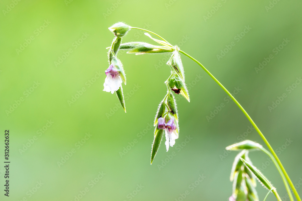 Thalia dealbata Flower with green background Thalia dealbata Flower with green background