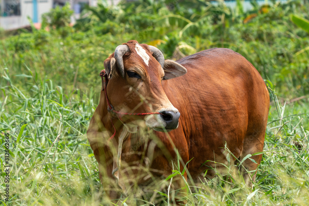Thai brown cow standing in the grass field Thai brown cow standing in the grass field