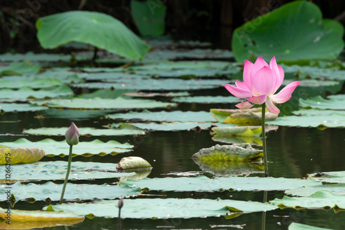 Beautiful pink lotus blooming in a pond