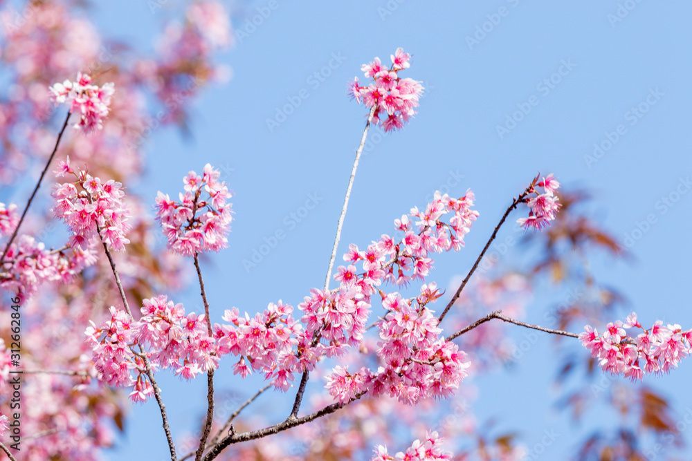 Plum blossoms shining in the blue sky Plum blossoms shining in the blue sky
