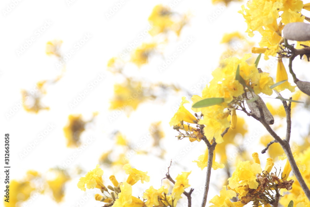 Obraz premium flores amarillas