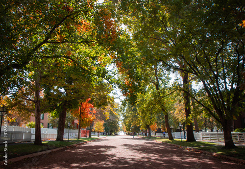 Fall colors lining a road  © Joy Newcomb