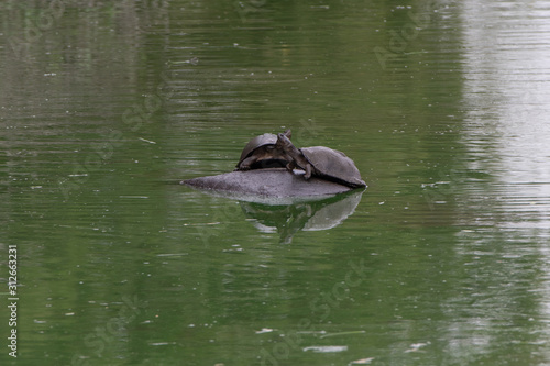 turtle on hippo back