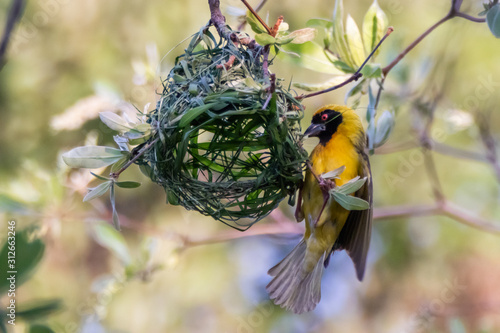 weaver bird building a nest