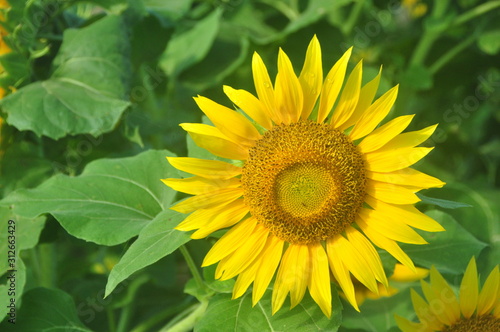 Close up of sunflower in field