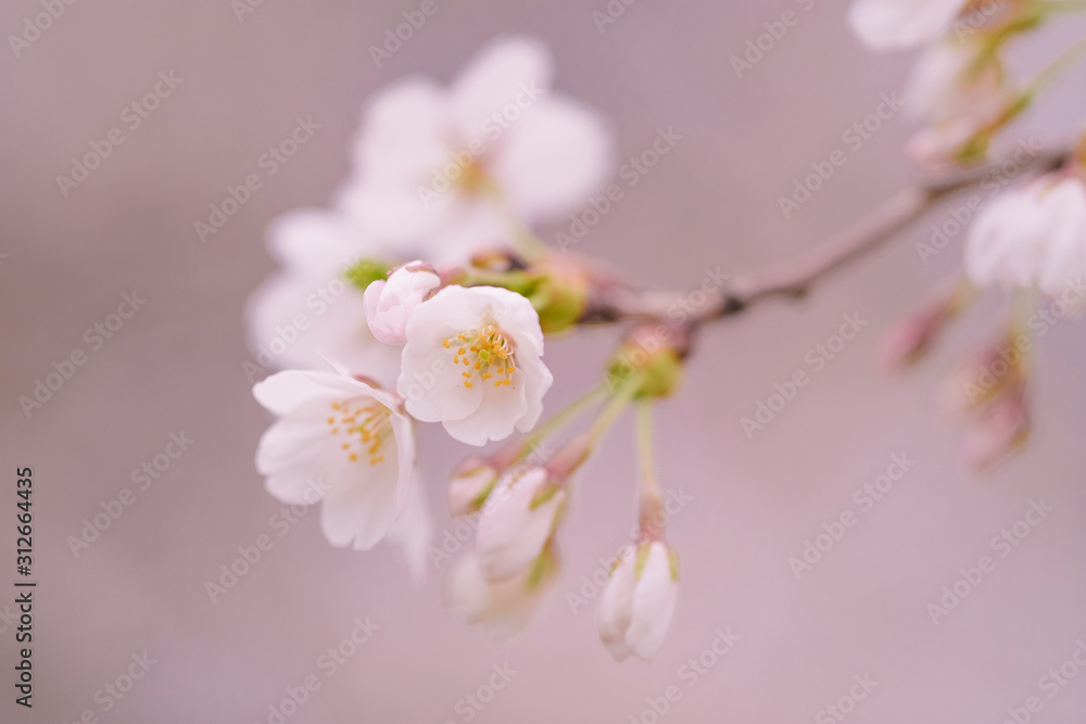 The beauty of the sakura cherry blossoms