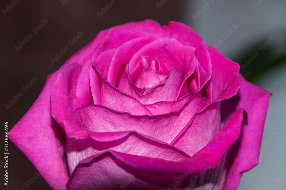 Obraz premium a blooming fuchsia rose Bud. macro on a blurry background