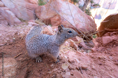 Curious brown and grey Squirrel in Grand Canyon National Park in Arizona