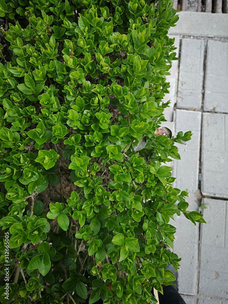 Green bush next to the pavement 