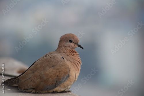 pigeon on the ground