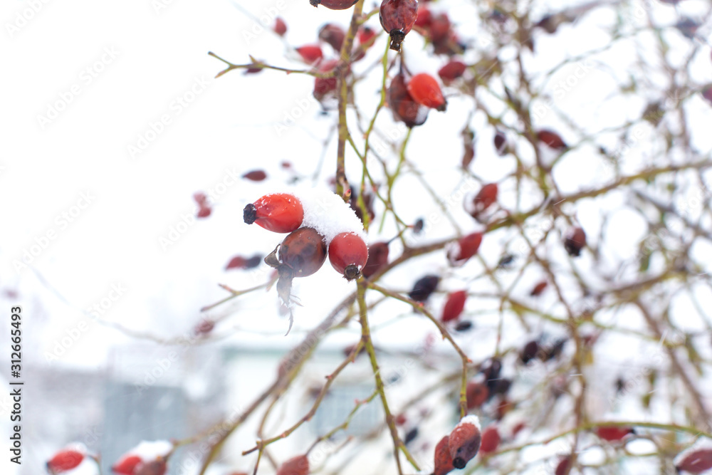 Winter, rosehip bush in the snow a Winter, rosehip bush in the snow a