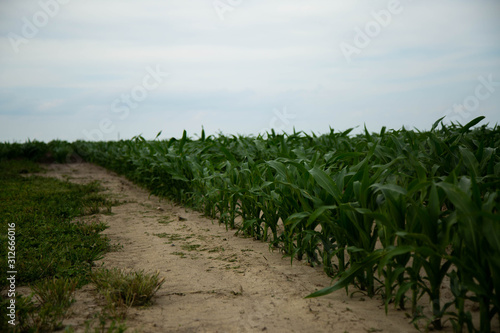 Field of corn