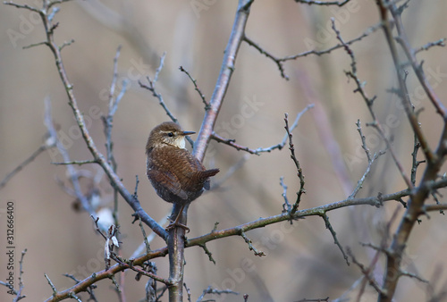 Wren looks back, sitting on the branches of a blackthorn