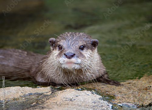 Close up of a river otter on a rock half in the water