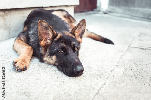 Tableau sur toile Close-up photo of depressed German shepherd dog in animal shelter