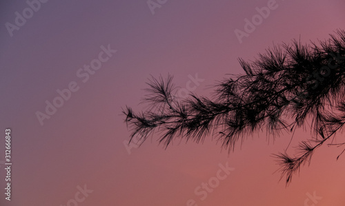silhouette of a tree at sunset background