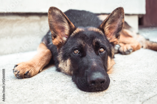 Quadro em tela Close-up photo of depressed German shepherd dog in animal shelter