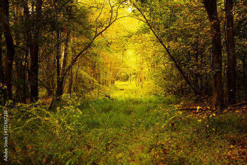 autumn in the forest