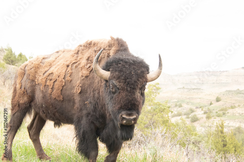 Buffalo