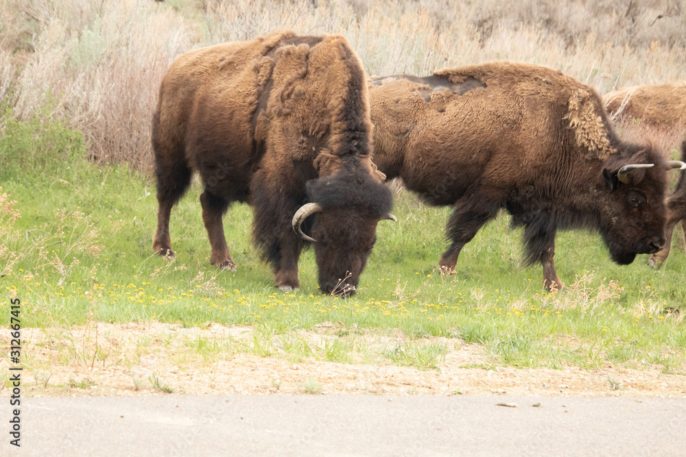 Buffalo Buffalo