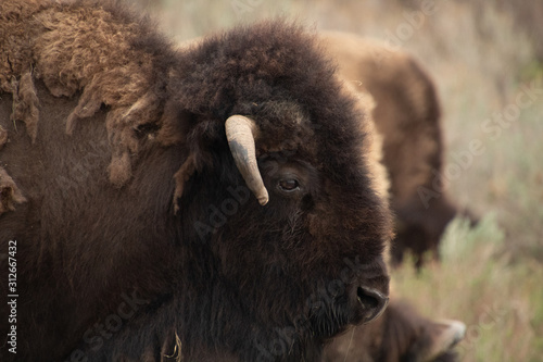 Wallpaper Mural Buffalo Torontodigital.ca