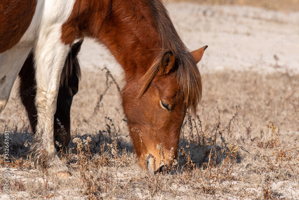 A wild white and brown mare eating grass through the sand on the island of Assateague in Ocean City, Maryland A wild white and brown mare eating grass through the sand on the island of Assateague in Ocean City, Maryland