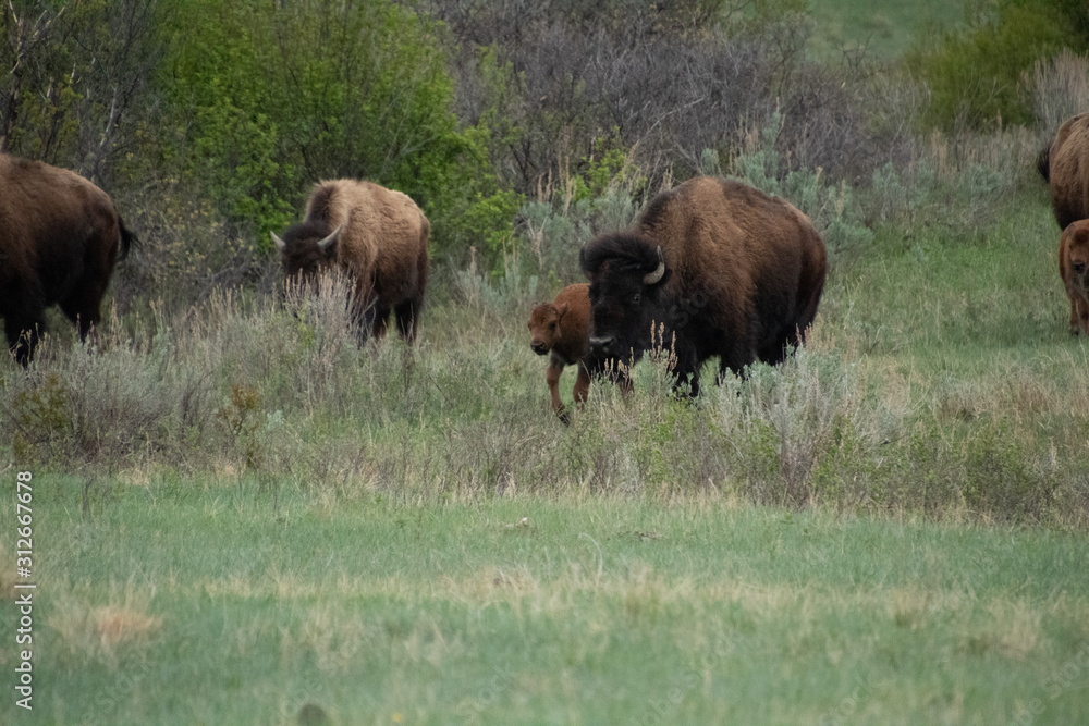 Buffalo