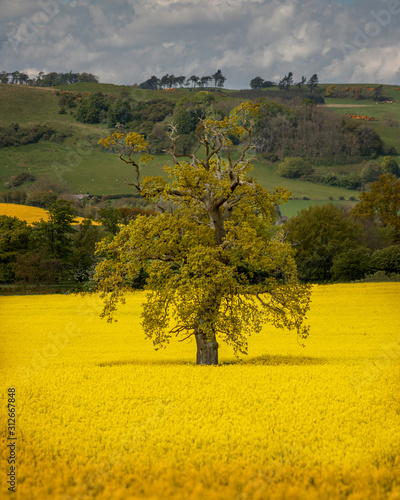 lone tree in rapeseed field