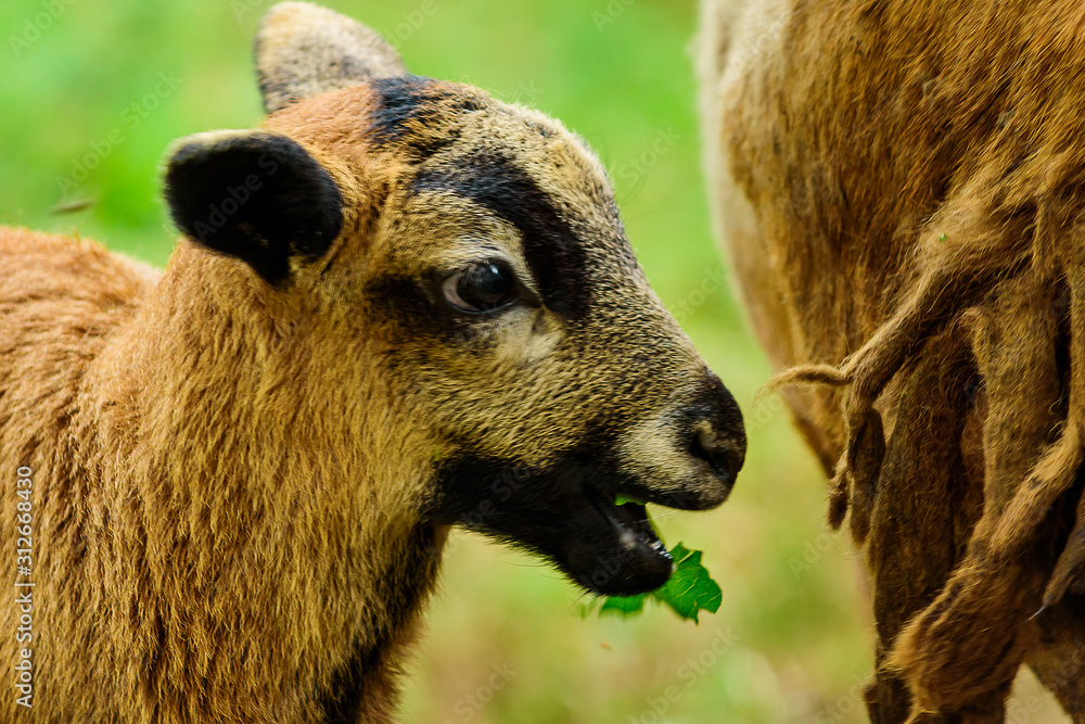 Fototapeta premium ovejas pastorenado