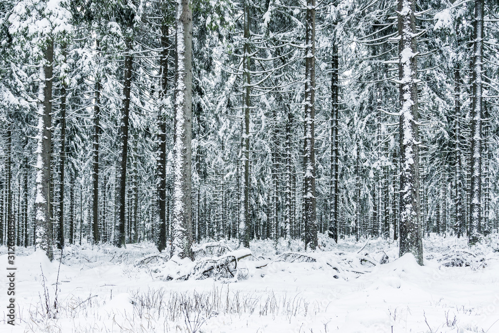 Schneebedeckte Fichten im Thüringer Wald Schneebedeckte Fichten im Thüringer Wald